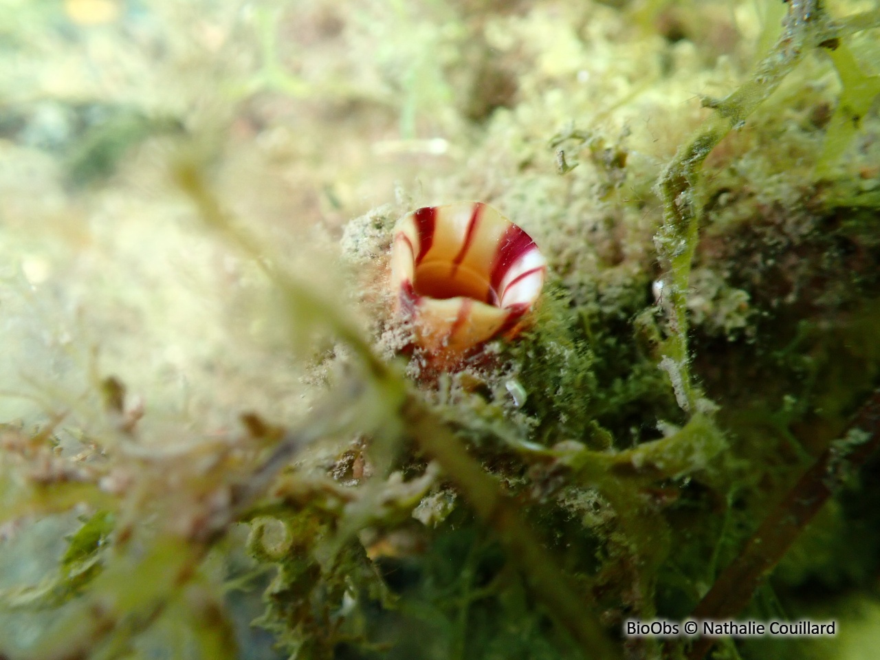 Violet - Microcosmus sabatieri - Nathalie Couillard - BioObs