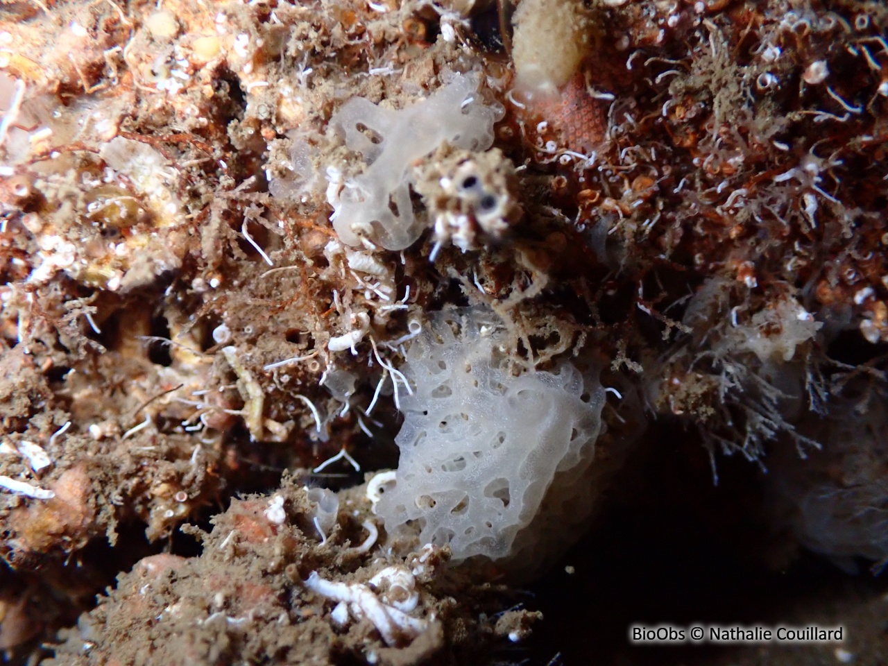 Clathrine blanche - Ascandra contorta - Nathalie Couillard - BioObs