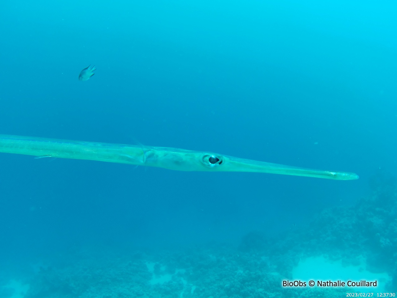 Poisson-flûte à taches bleues - Fistularia commersonii - Nathalie Couillard - BioObs