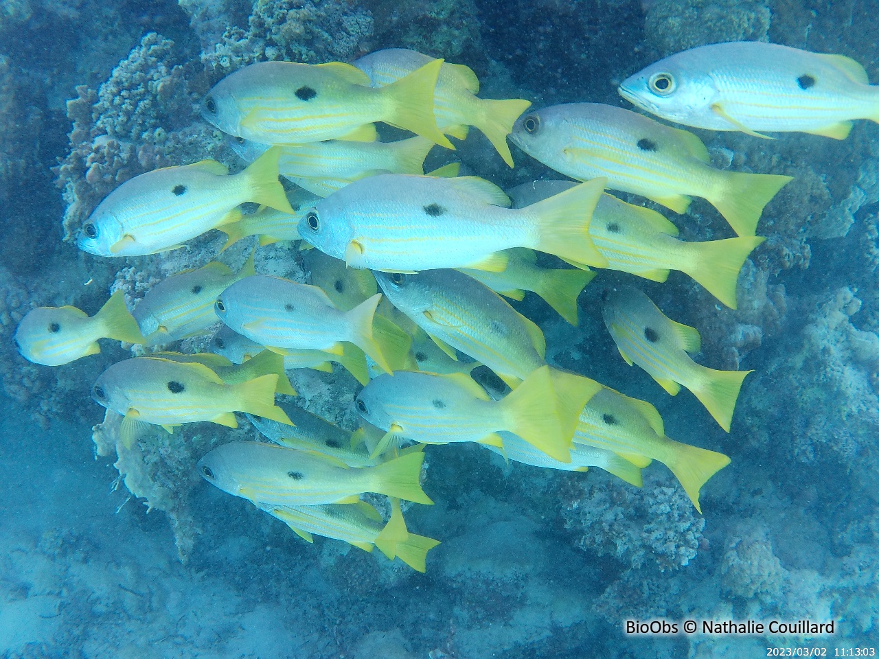 Vivaneau-gibelot - Lutjanus fulviflamma - Nathalie Couillard - BioObs