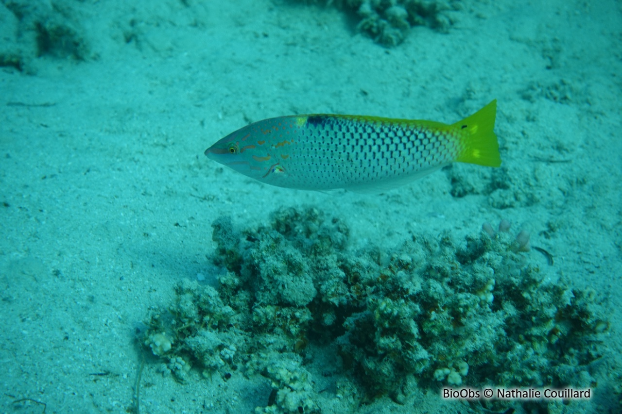 Labre-échiquier - Halichoeres hortulanus - Nathalie Couillard - BioObs