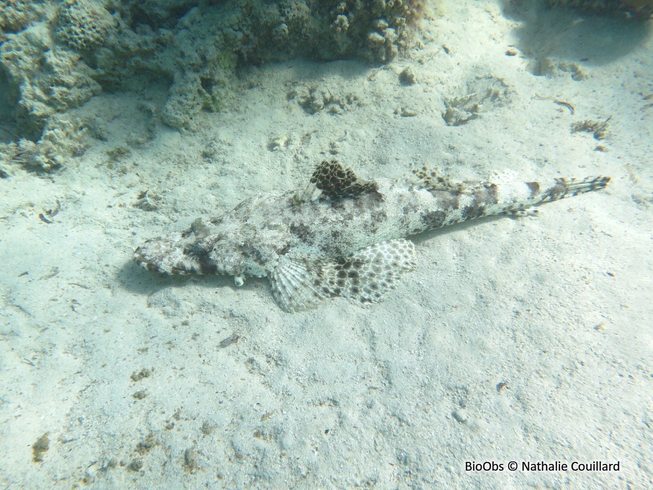 Poisson-crocodile tapis - Papilloculiceps longiceps - Nathalie Couillard - BioObs