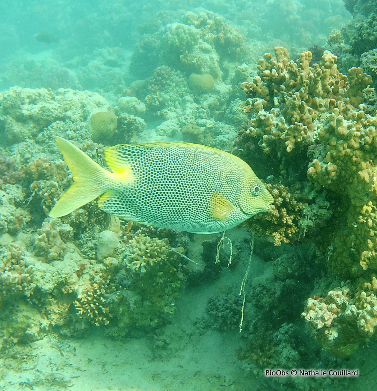 Poisson-lapin marguerite - Siganus stellatus - Nathalie Couillard - BioObs