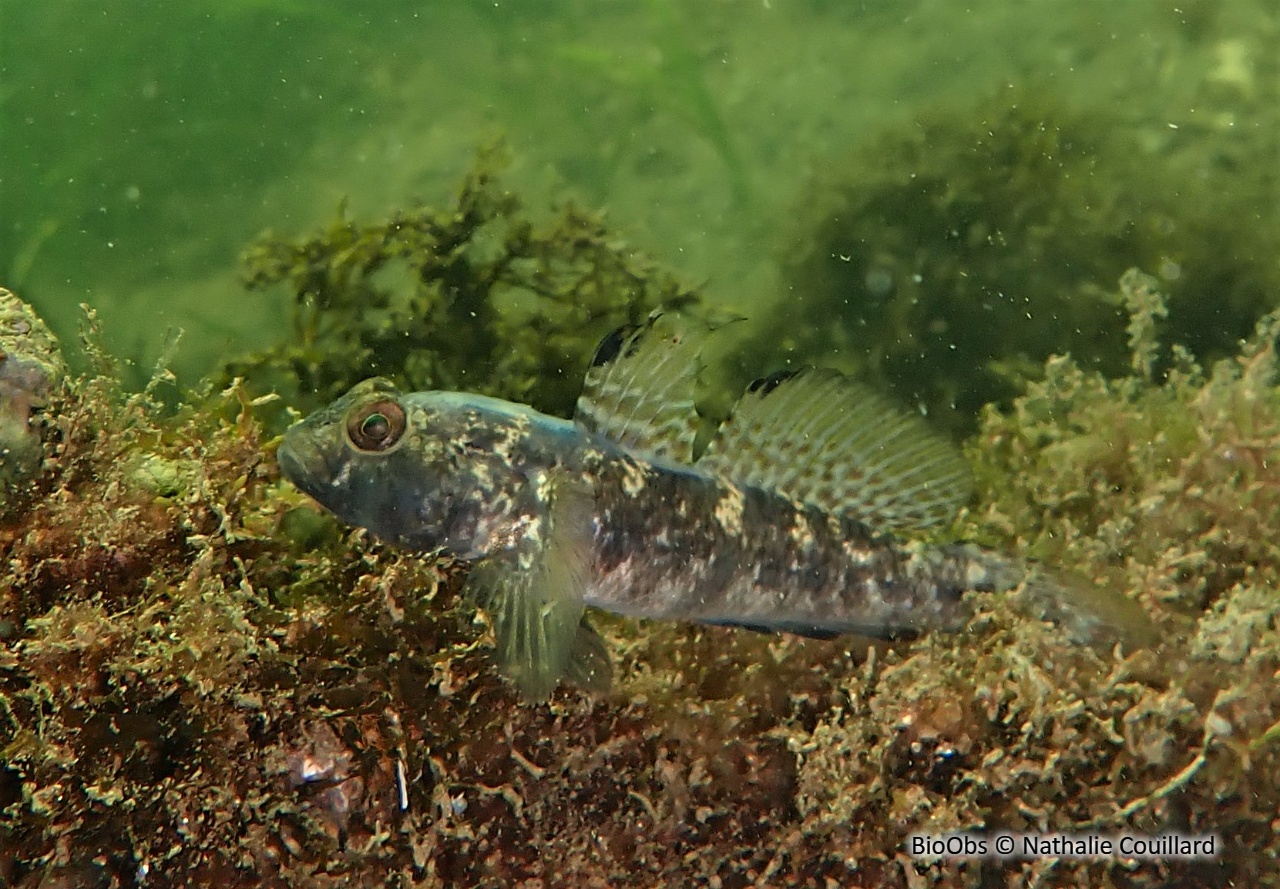 Gobie noir - Gobius niger - Nathalie Couillard - BioObs