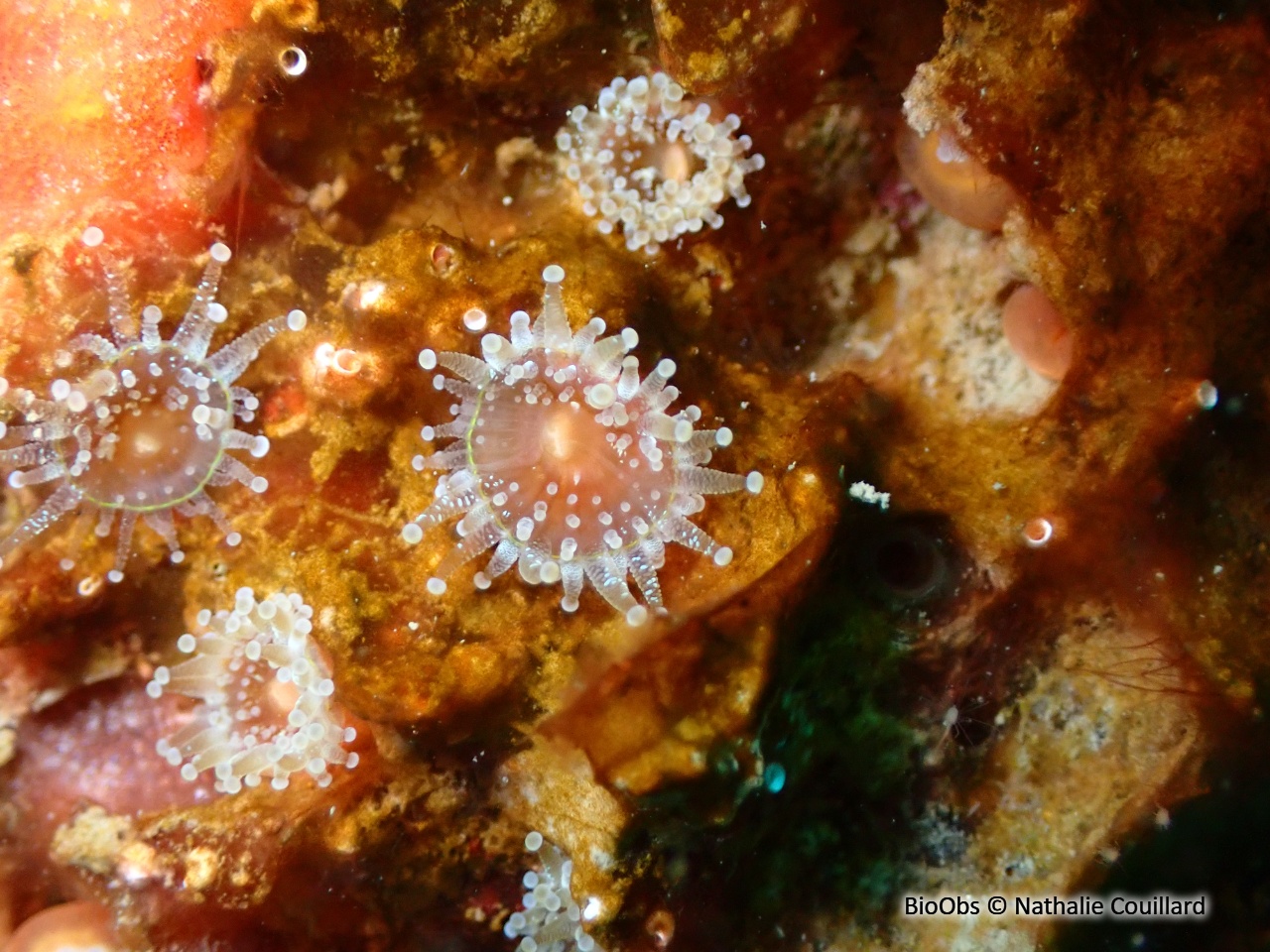 Anémone bijou - Corynactis viridis - Nathalie Couillard - BioObs