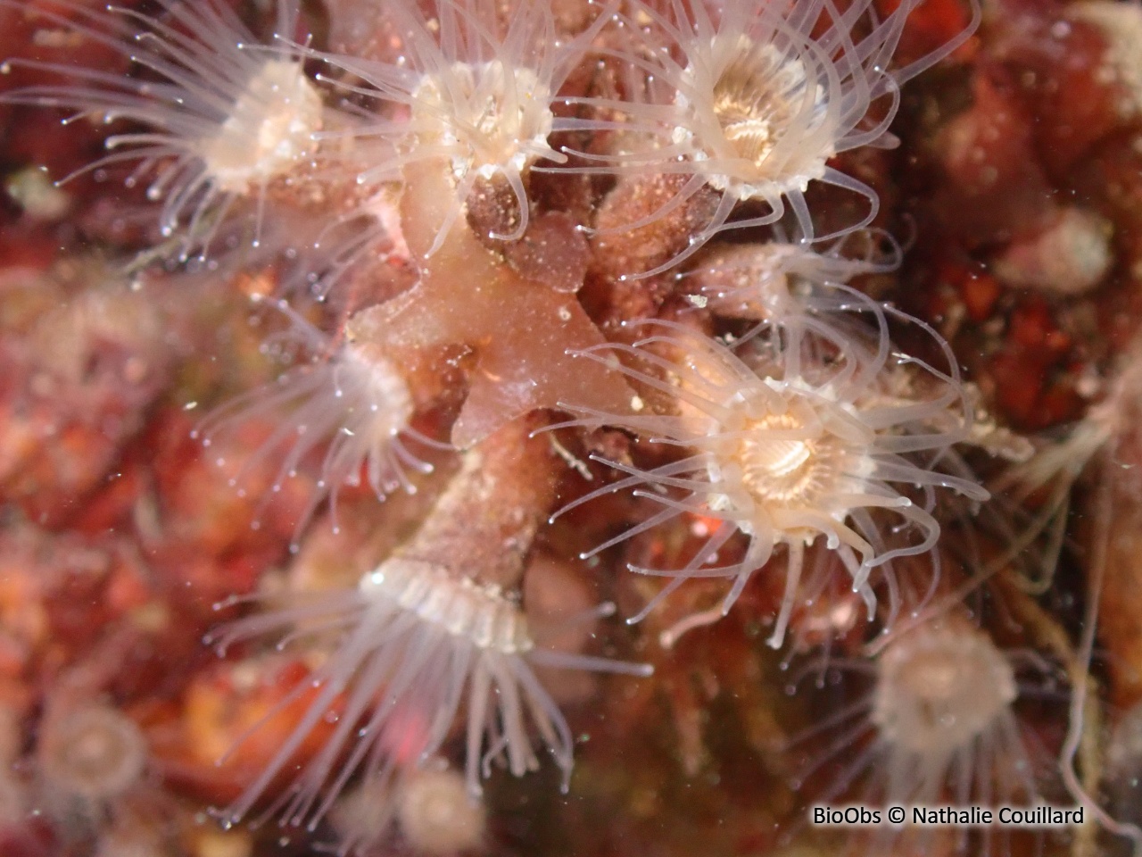 Anémone encroûtante grise - Epizoanthus paxii - Nathalie Couillard - BioObs