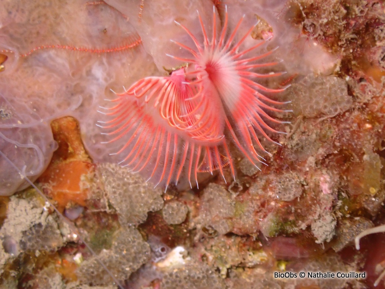 Serpule - Serpula vermicularis - Nathalie Couillard - BioObs