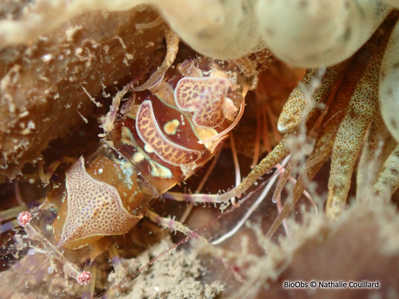 Péricliménès améthyste - Periclimenes amethysteus - Nathalie Couillard - BioObs