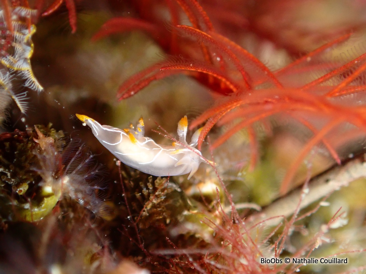 Trapanie à lignes blanches - Trapania lineata - Nathalie Couillard - BioObs