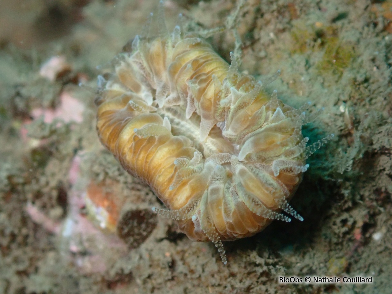 Dent de cochon - Balanophyllia (Balanophyllia) europaea - Nathalie Couillard - BioObs