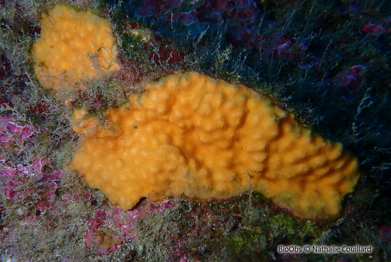 Schizomavelle mamillé - Schizomavella (Schizomavella) mamillata - Nathalie Couillard - BioObs