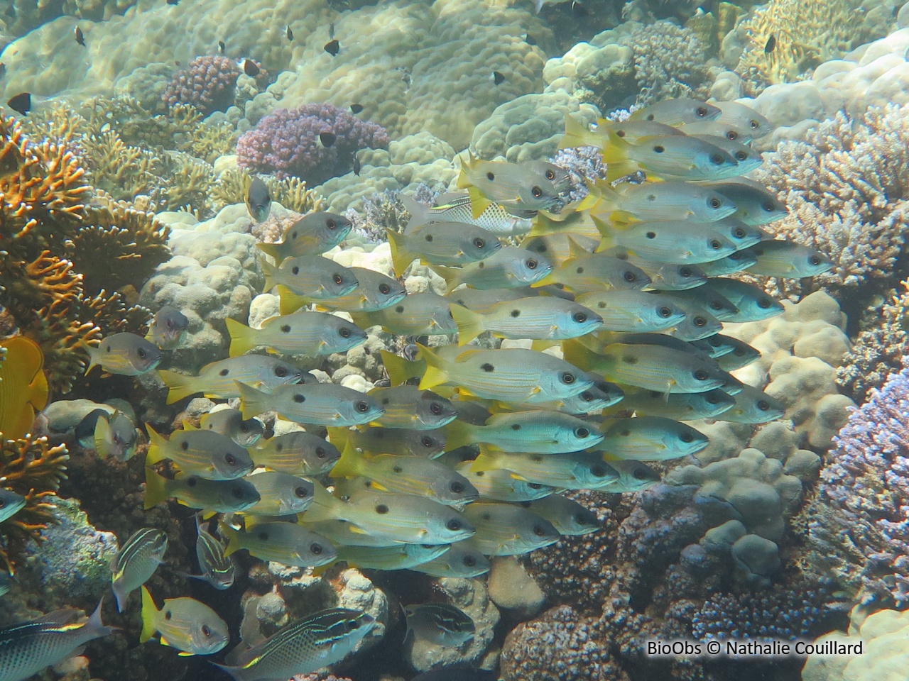 Vivaneau églefin - Lutjanus monostigma - Nathalie Couillard - BioObs
