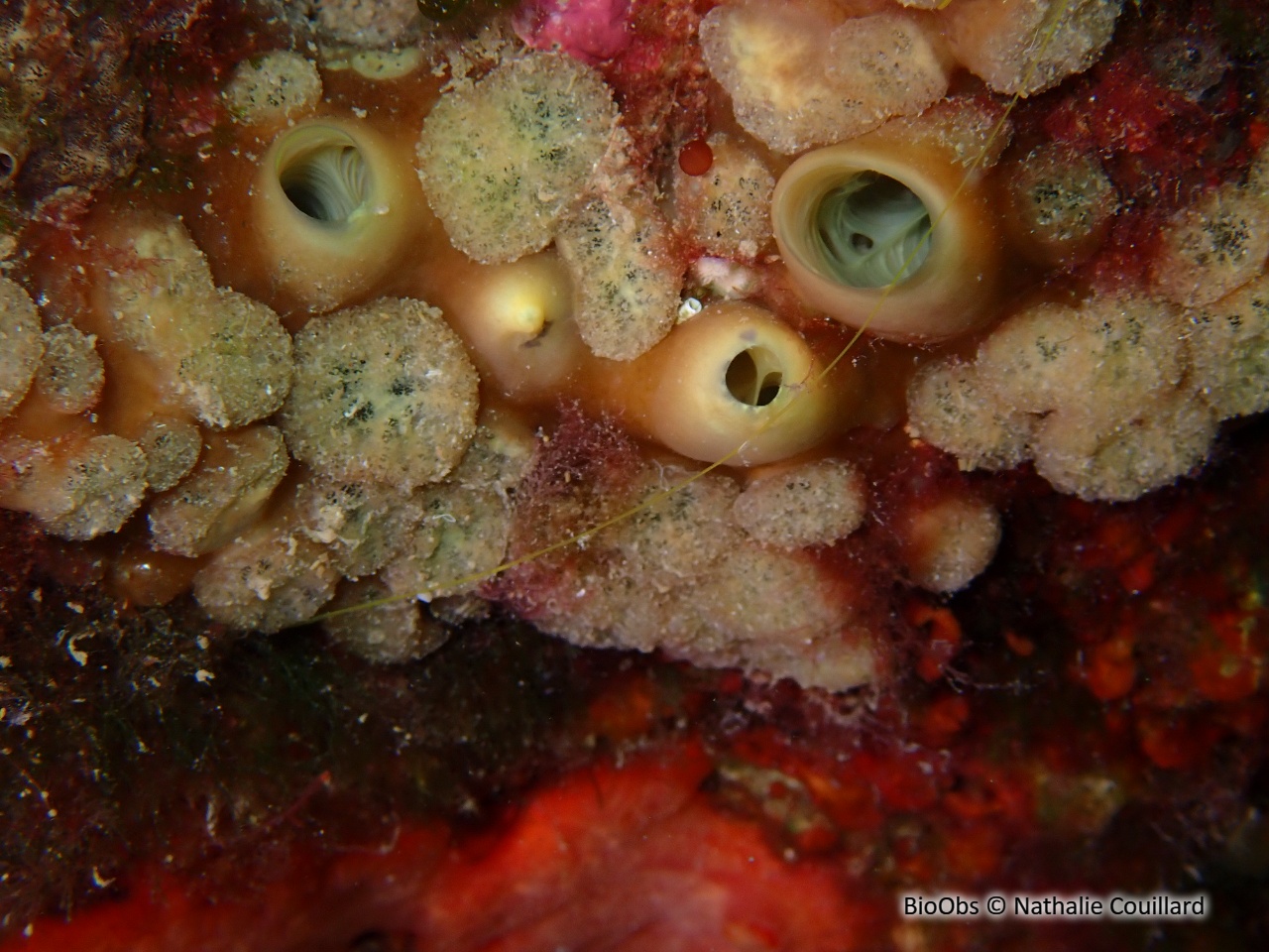 Clione verte - Cliona viridis - Nathalie Couillard - BioObs