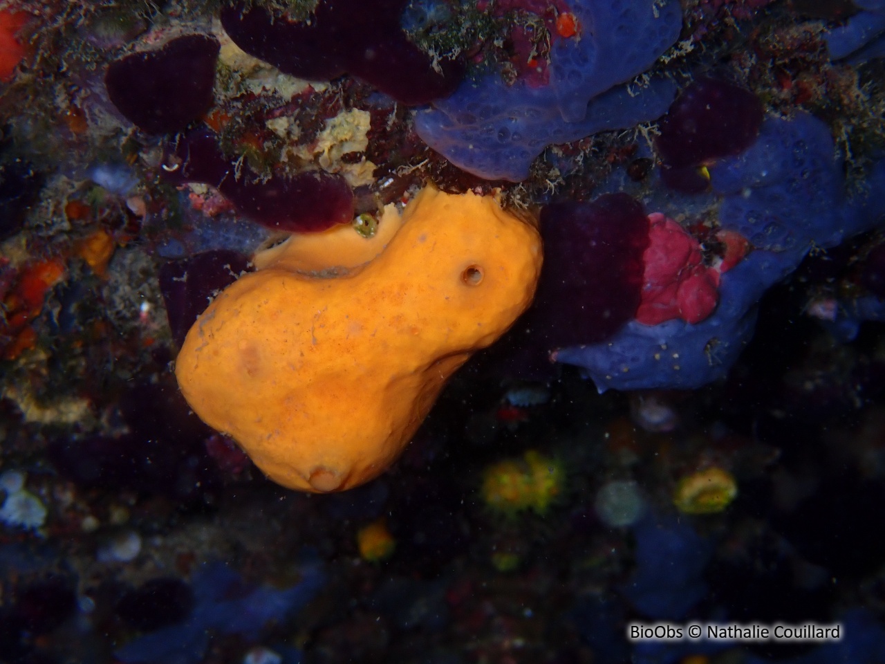 Agelas orangée - Agelas oroides - Nathalie Couillard - BioObs