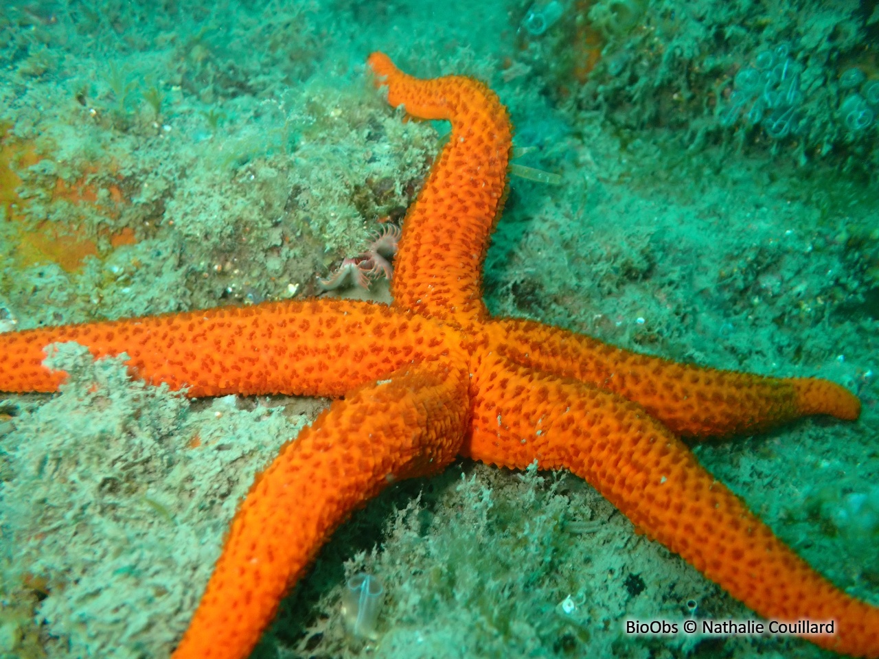 Etoile de mer rouge - Echinaster (Echinaster) sepositus - Nathalie Couillard - BioObs