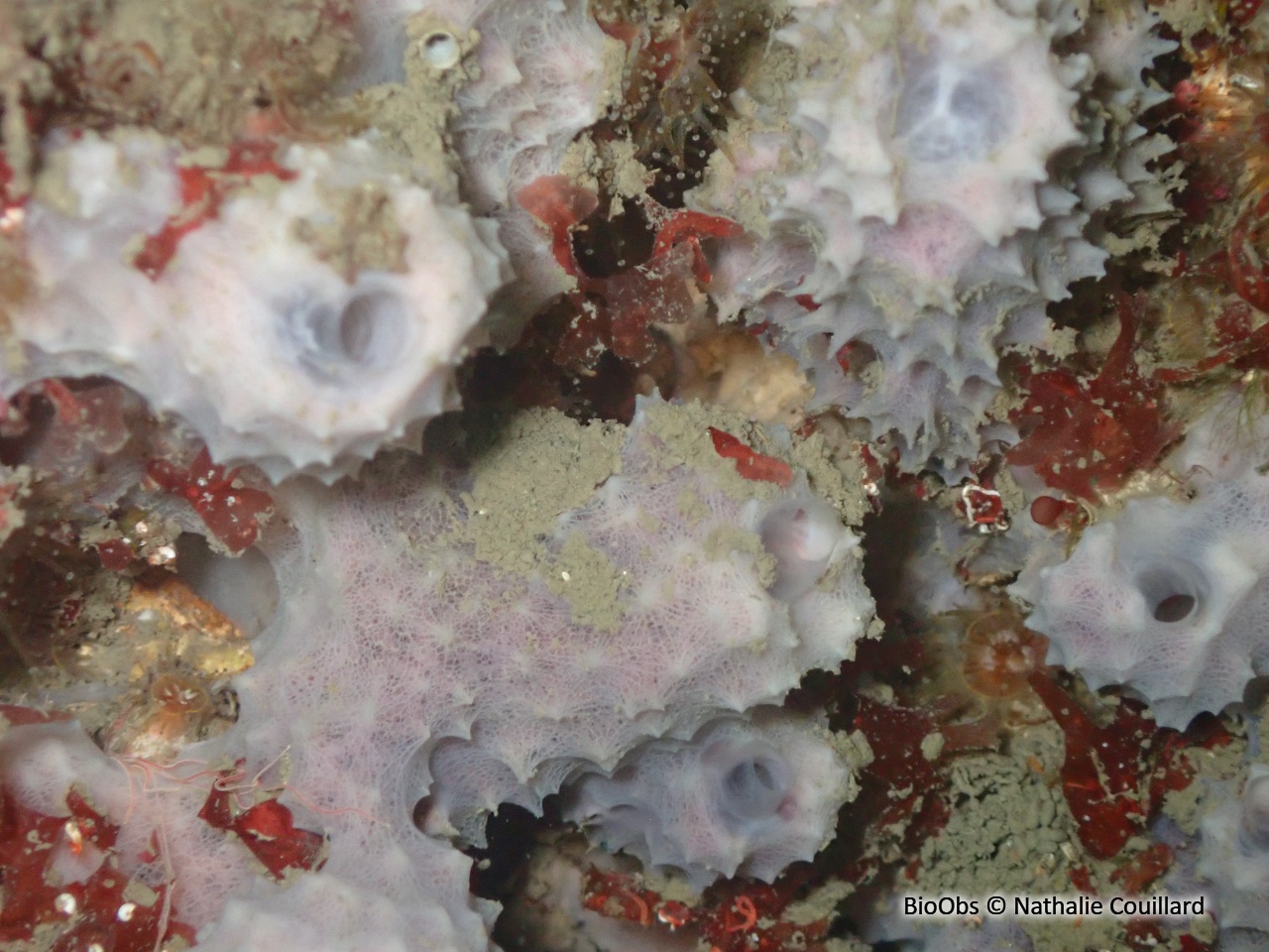 Eponge cheminée rose - Dysidea avara - Nathalie Couillard - BioObs