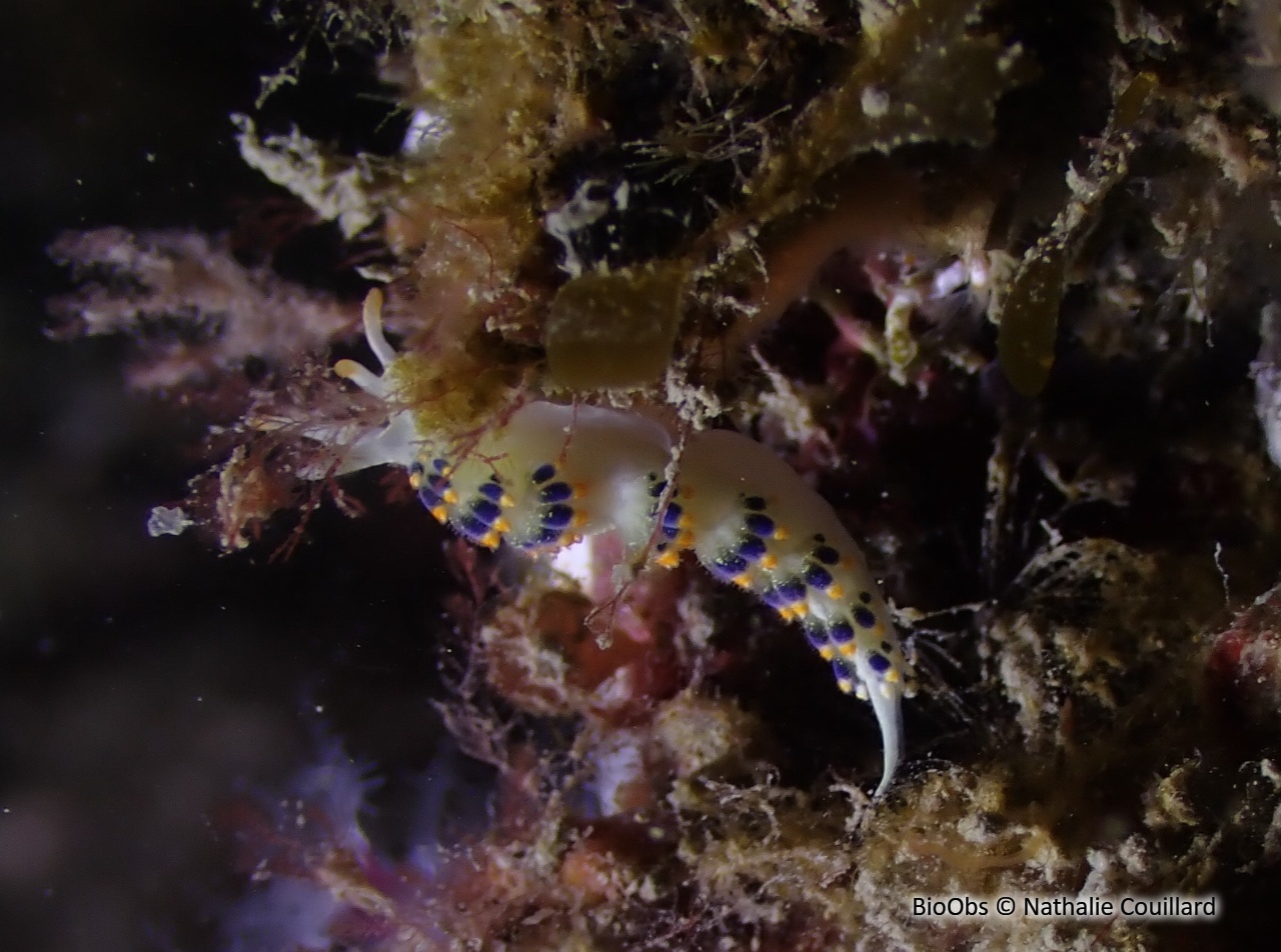 Eolidien de Morrow - Trinchesia morrowae - Nathalie Couillard - BioObs