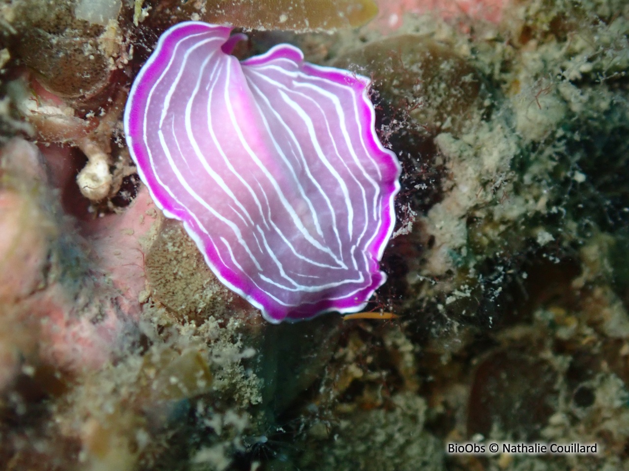 Ver plat rose de Méditerranée - Prostheceraeus roseus - Nathalie Couillard - BioObs
