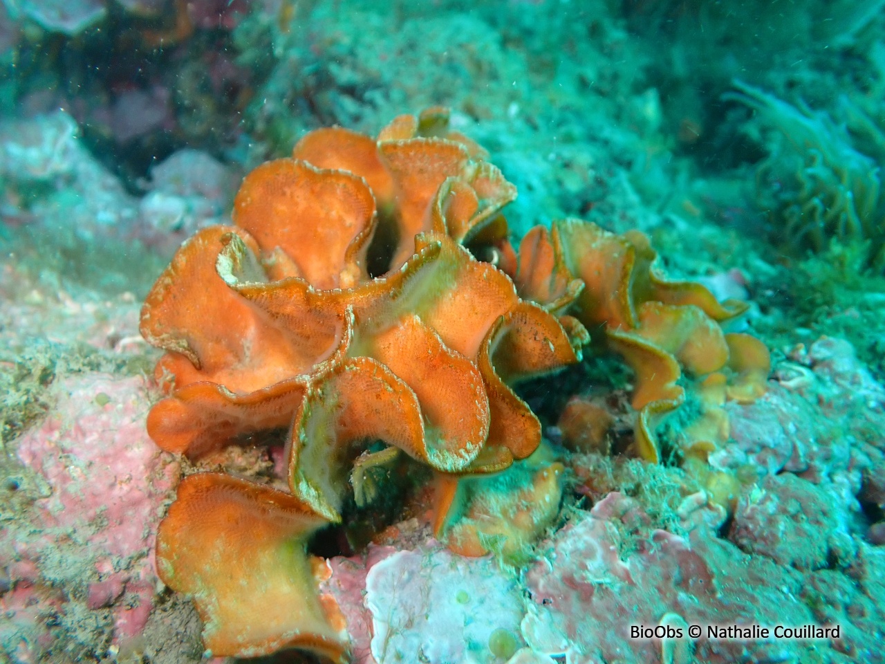 Rose de mer Méditerranéenne - Pentapora fascialis - Nathalie Couillard - BioObs