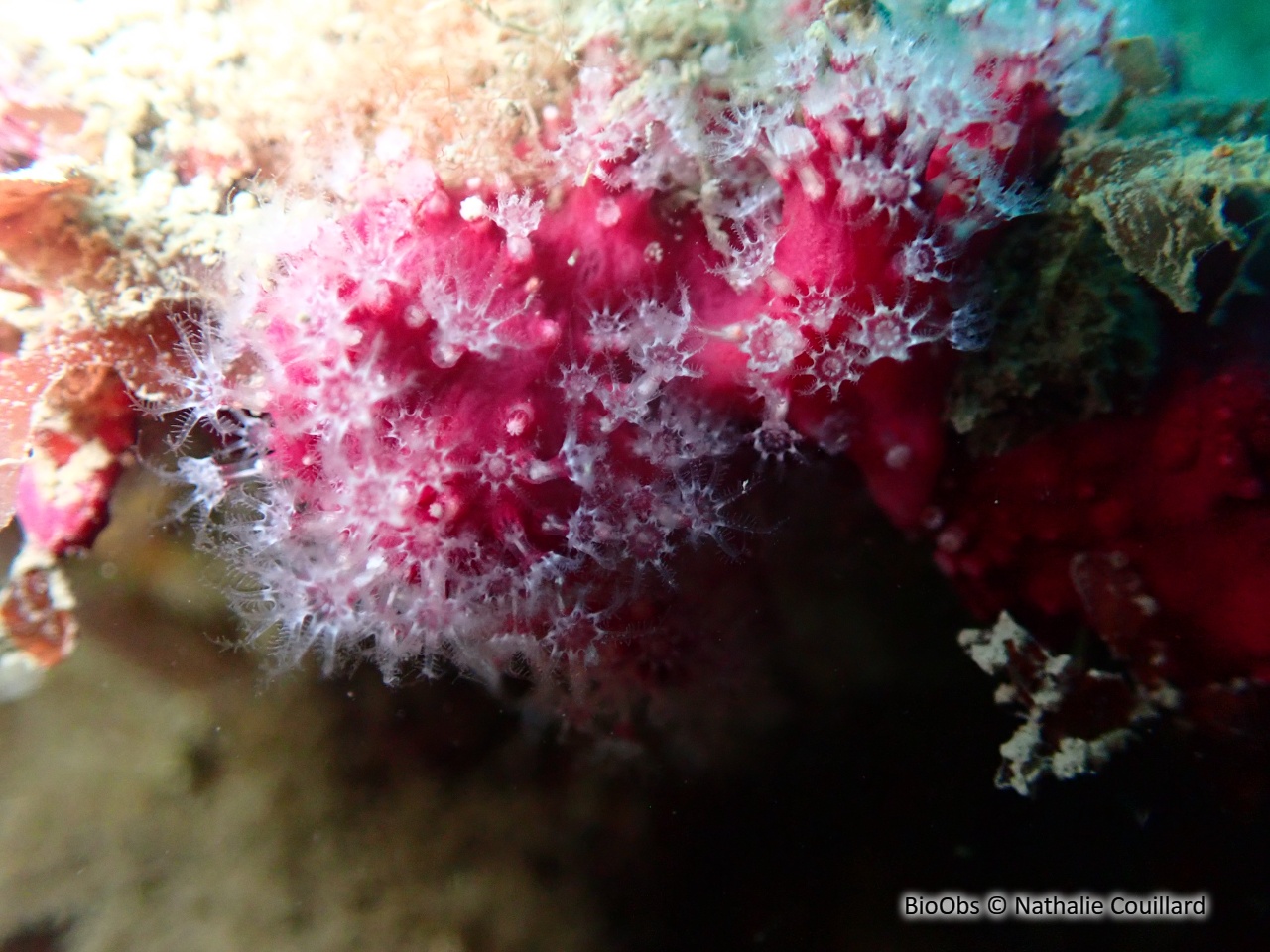 Alcyon encroûtant - Alcyonium coralloides - Nathalie Couillard - BioObs