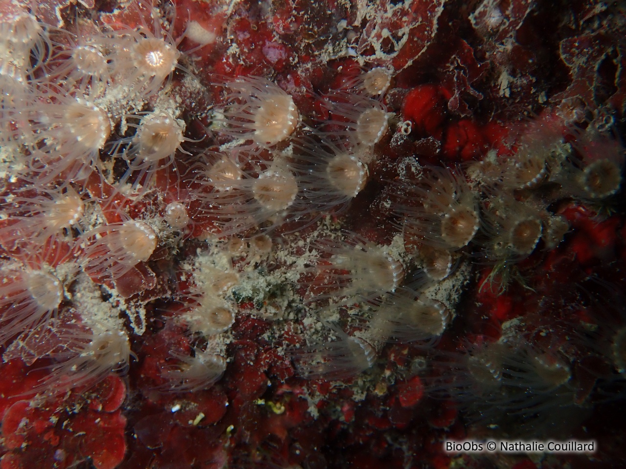 Anémone encroûtante grise - Epizoanthus paxii - Nathalie Couillard - BioObs