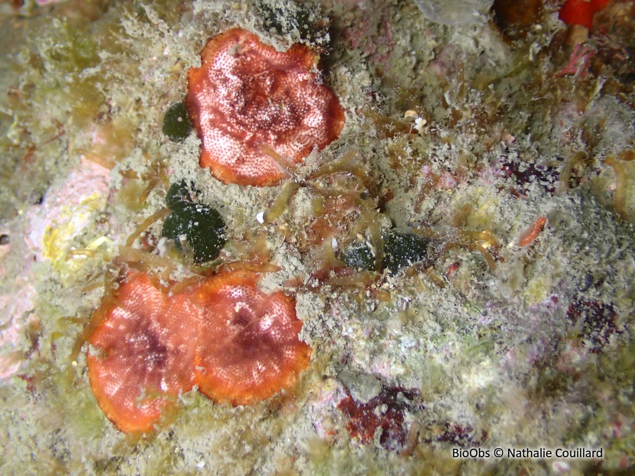Bryozoaire encroûtant rouge - Schizobrachiella sanguinea - Nathalie Couillard - BioObs