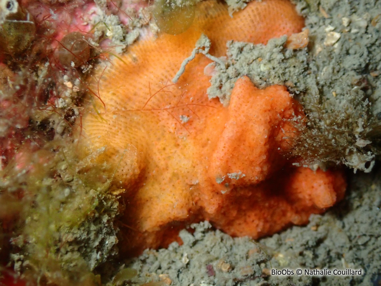 Schizomavelle à lignes régulières - Schizomavella (Schizomavella) linearis - Nathalie Couillard - BioObs