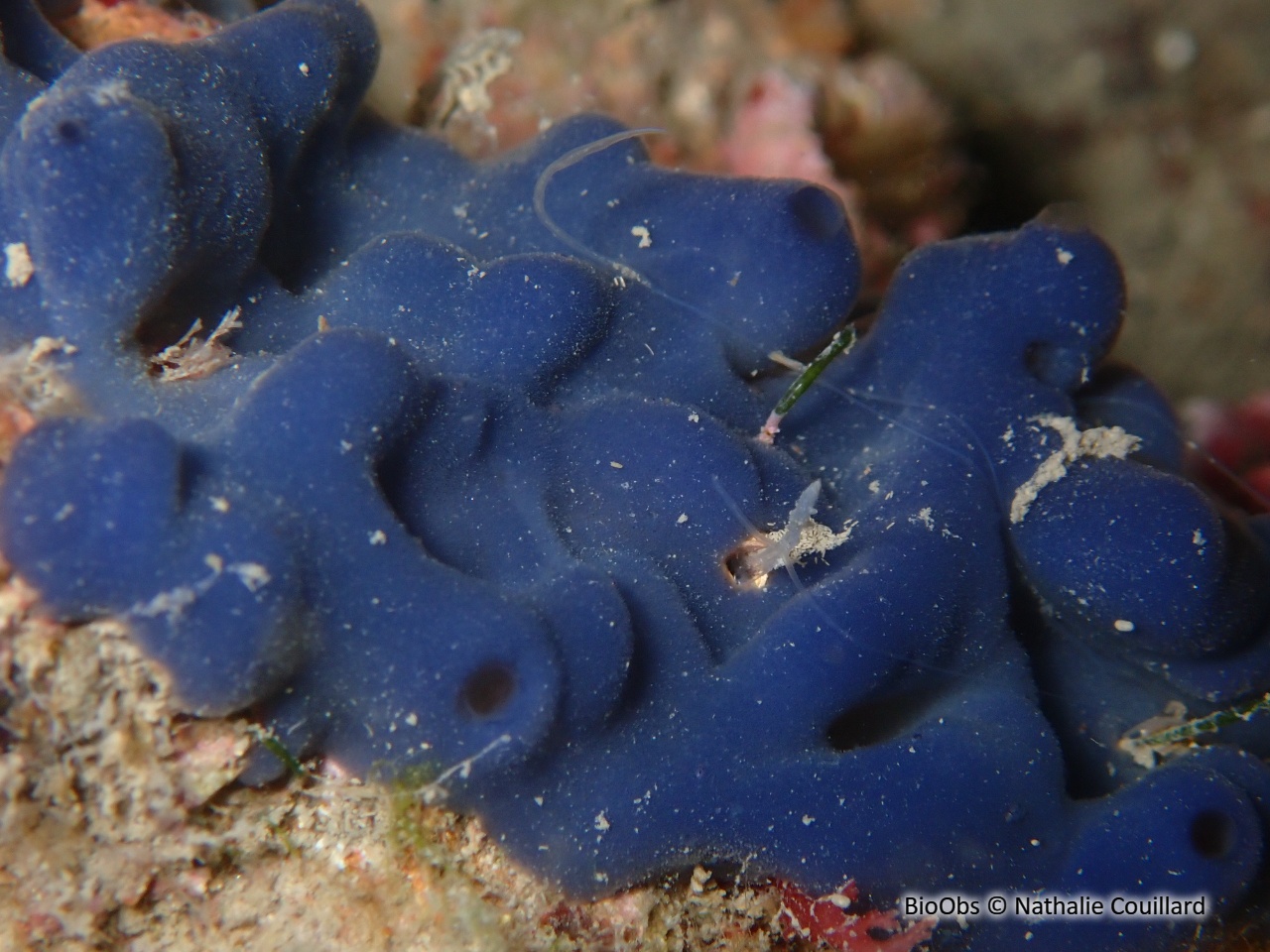 Oscarelle bleu-violet - Oscarella lobularis - Nathalie Couillard - BioObs