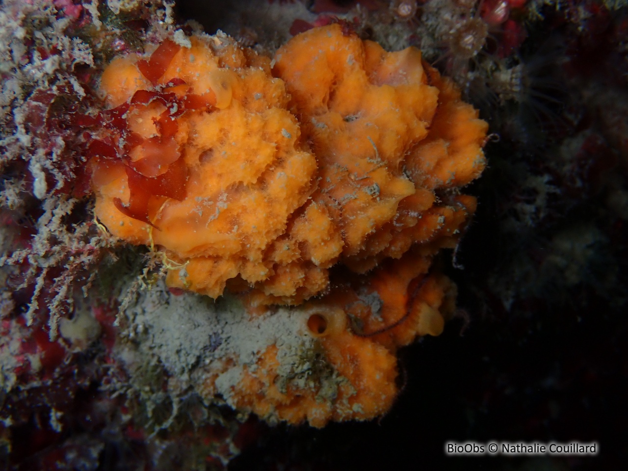 Eponge épineuse orange - Acanthella acuta - Nathalie Couillard - BioObs