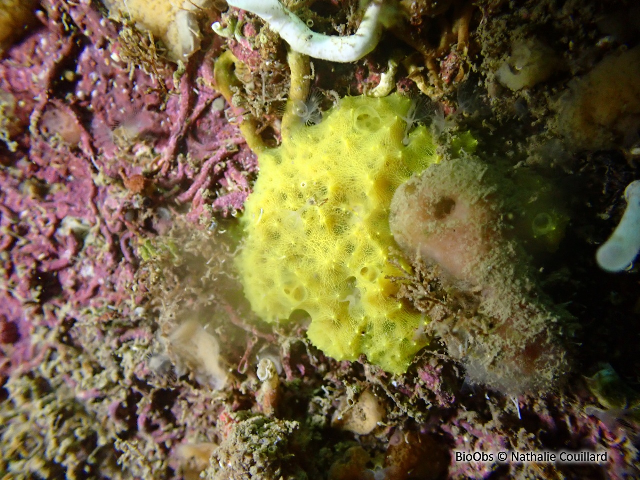 Eponge mie de pain mouillée - Dysidea fragilis - Nathalie Couillard - BioObs