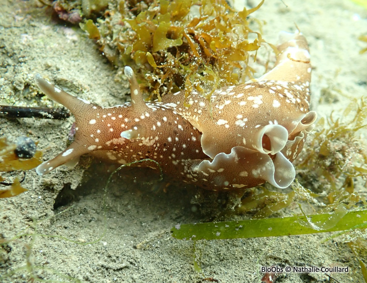 Lièvre de mer moucheté - Aplysia punctata - Nathalie Couillard - BioObs