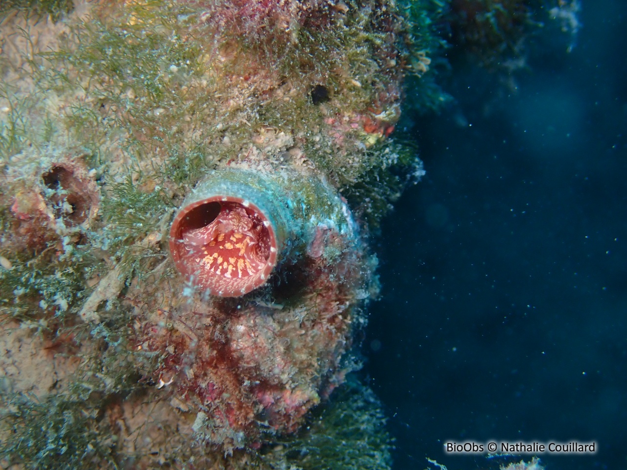 Grand vermet - Thylacodes arenarius - Nathalie Couillard - BioObs