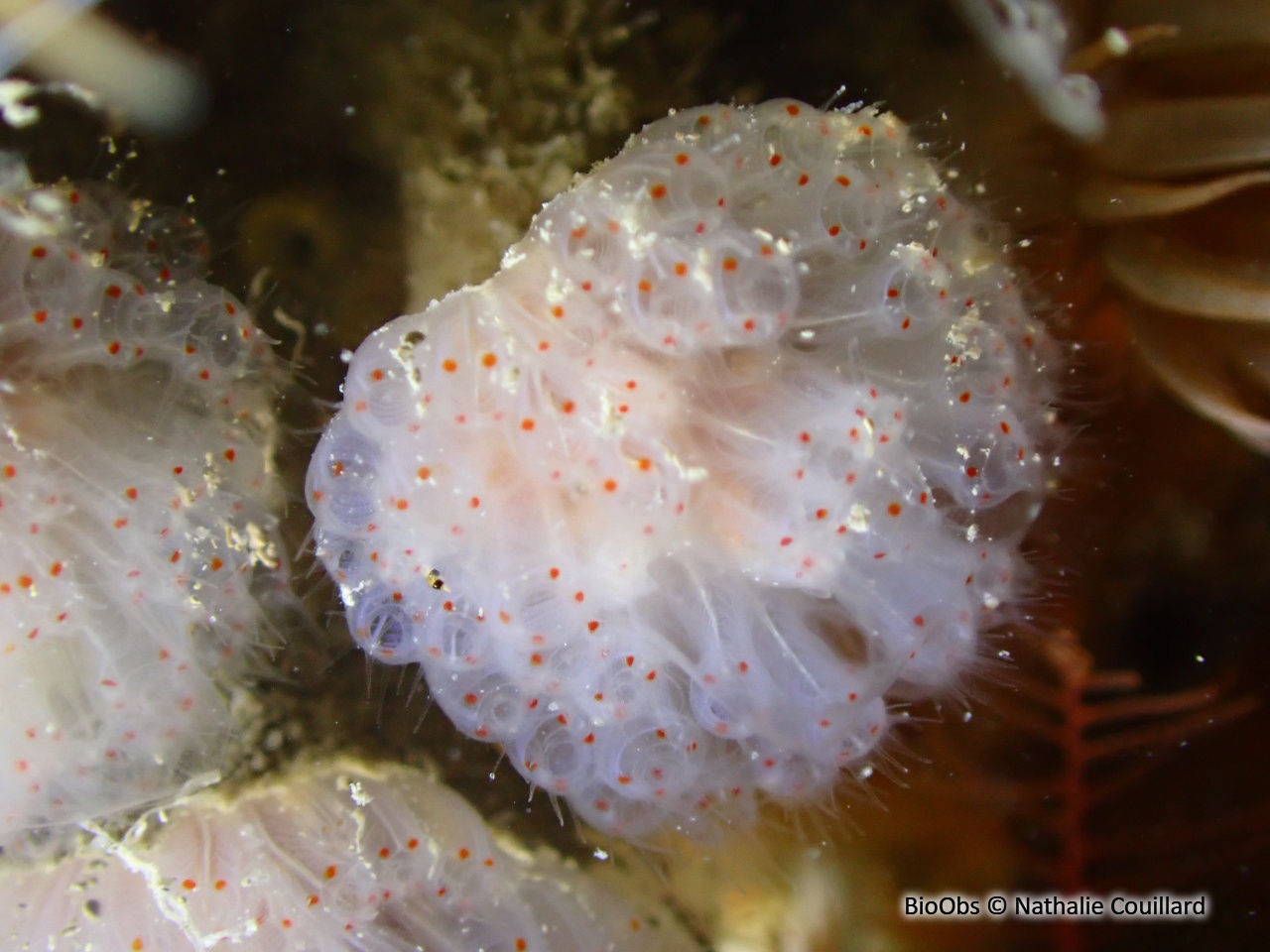 Flocon pédonculé rouge - Morchellium argus - Nathalie Couillard - BioObs