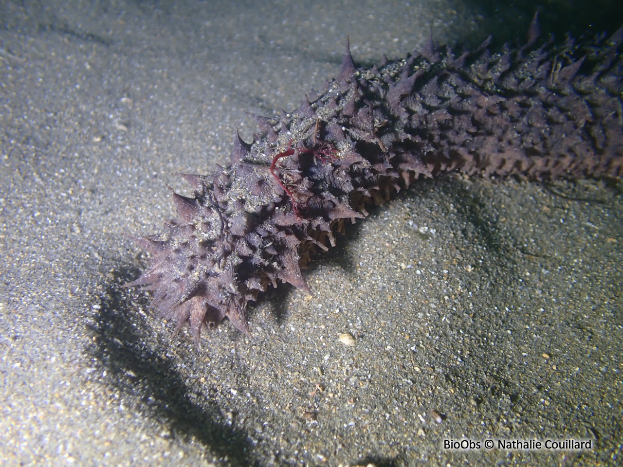 Holothurie tubuleuse - Holothuria (Holothuria) tubulosa - Nathalie Couillard - BioObs
