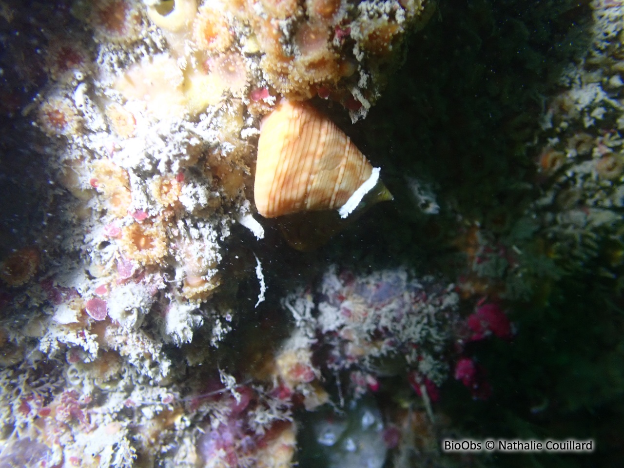 Troque orange - Calliostoma conulus - Nathalie Couillard - BioObs