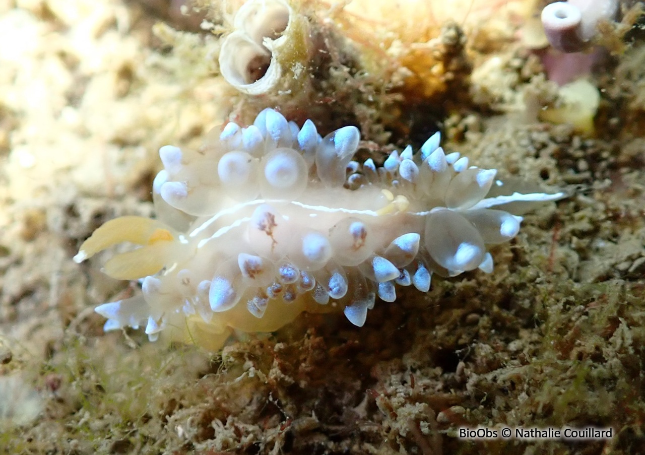 Antiopelle - Antiopella cristata - Nathalie Couillard - BioObs