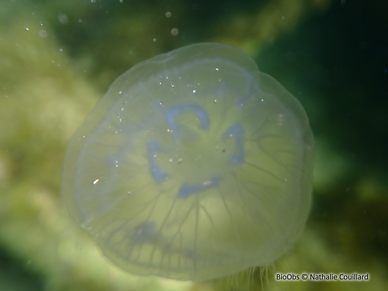 Aurélie - Aurelia aurita - Nathalie Couillard - BioObs