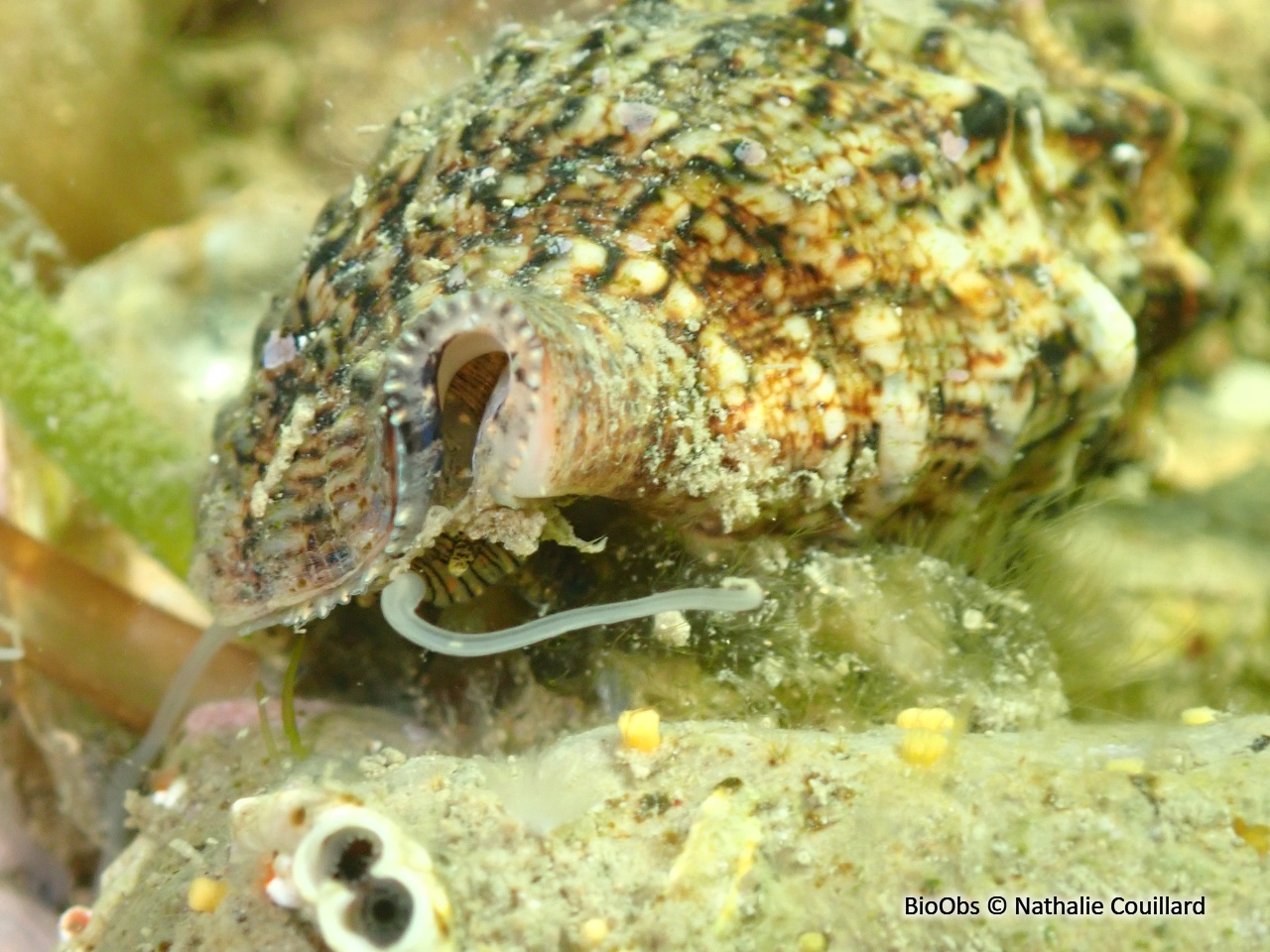 Cérithe goumier - Cerithium vulgatum - Nathalie Couillard - BioObs