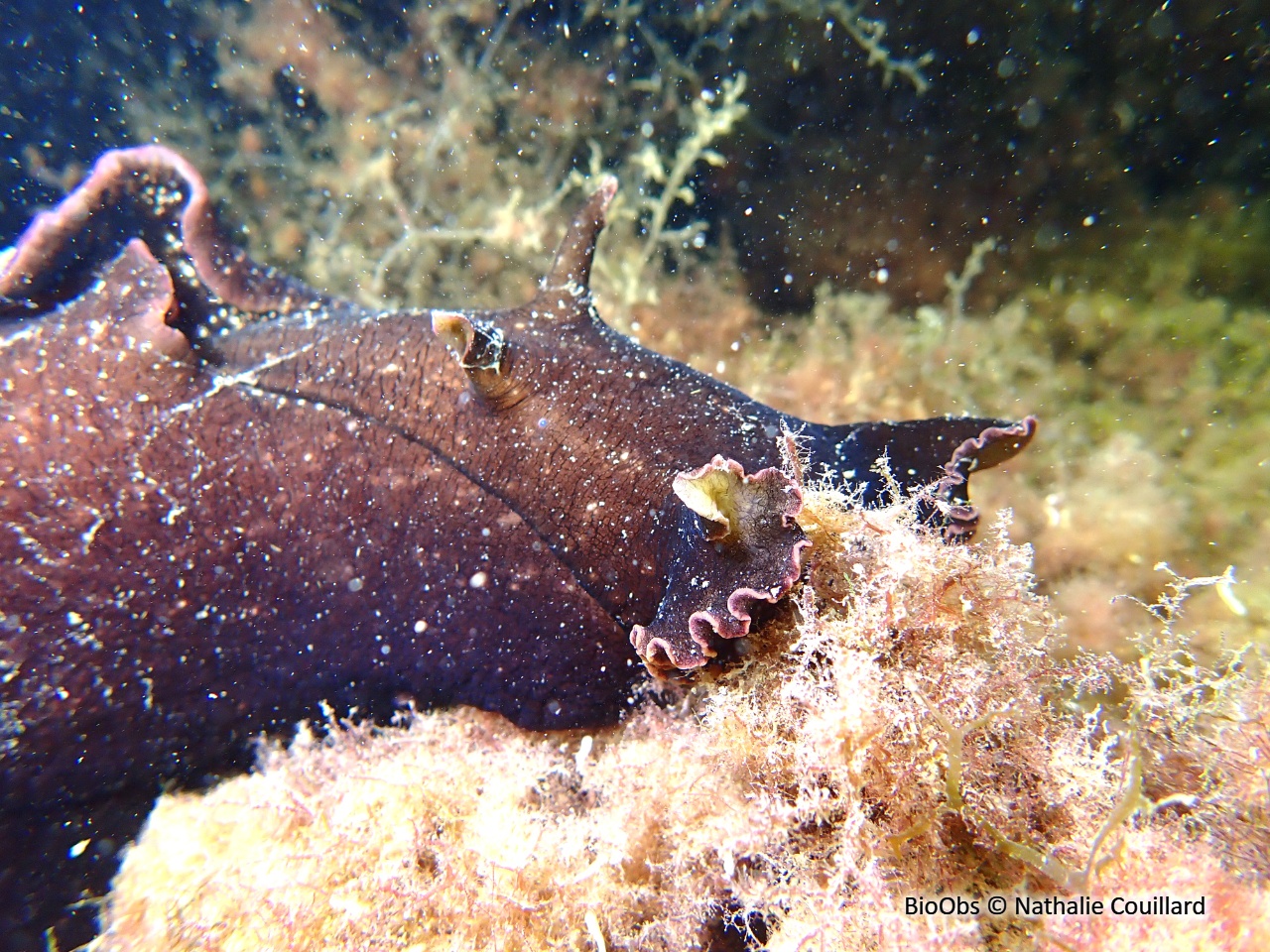 Lièvre de mer, aplysie fasciée - Aplysia fasciata - Nathalie Couillard - BioObs