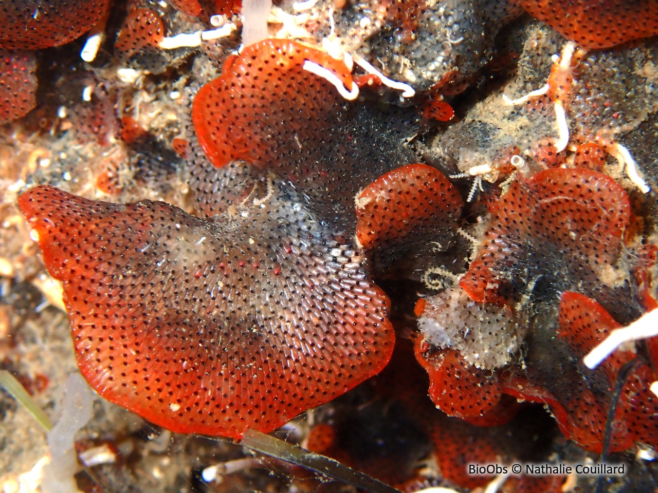 Bryozoaire orange vif et noir à points noirs - Watersipora subatra - Nathalie Couillard - BioObs