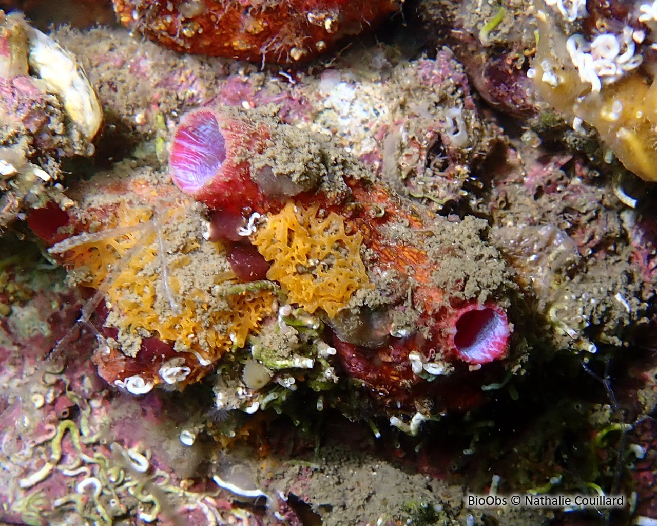 Violet à bouche rose - Pyura dura - Nathalie Couillard - BioObs
