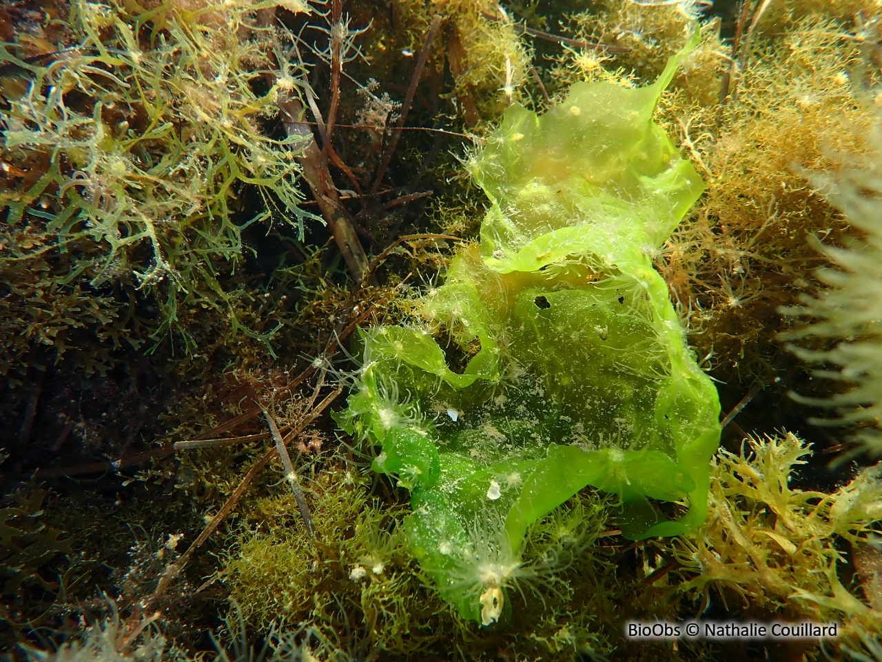 Ulve laitue de mer - Ulva sp - Nathalie Couillard - BioObs