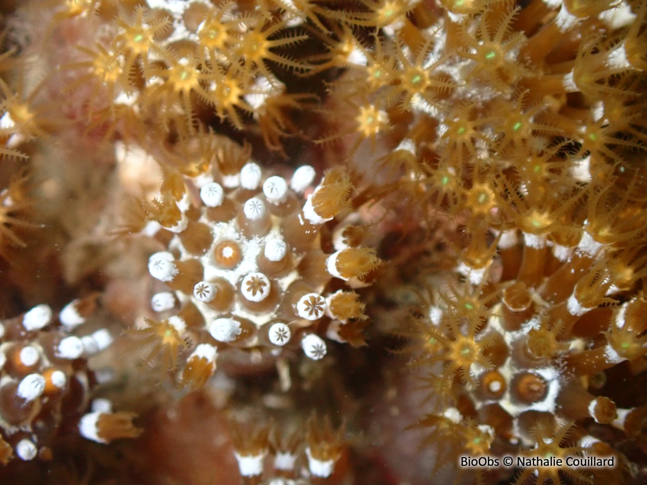 Alcyon brun - Maasella edwardsi - Nathalie Couillard - BioObs