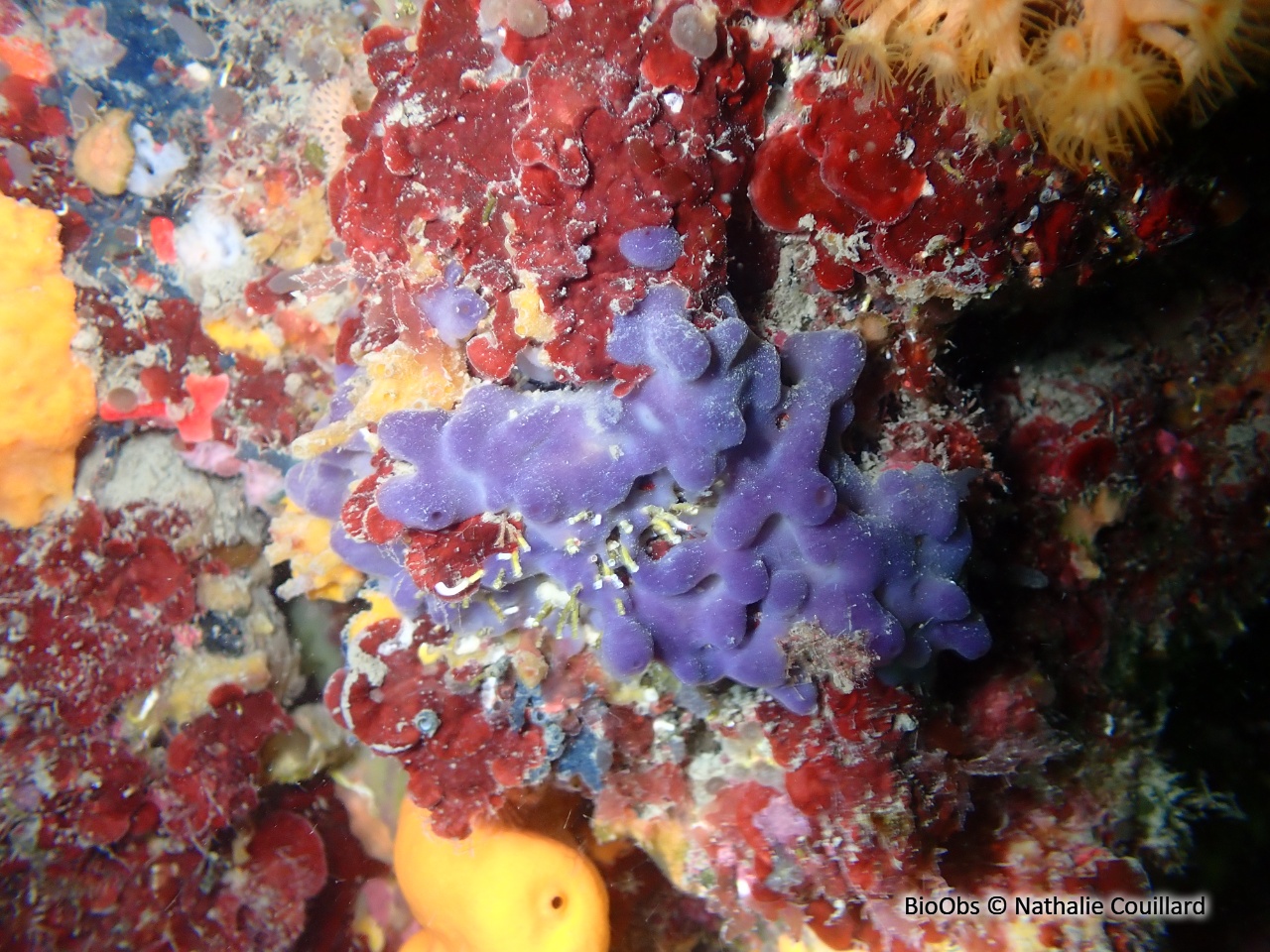 Oscarelle bleu-violet - Oscarella lobularis - Nathalie Couillard - BioObs