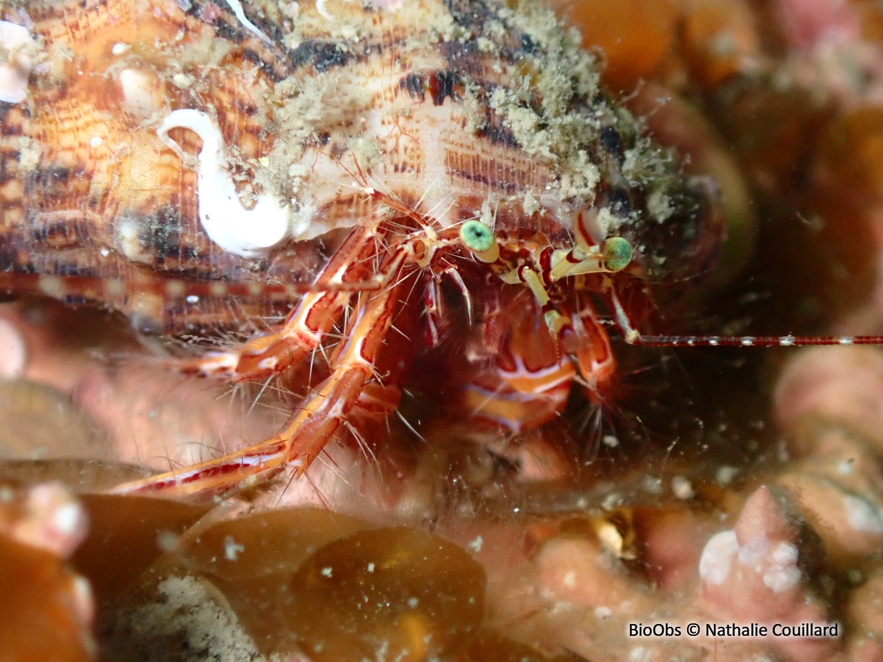 Pagure anachorète - Pagurus anachoretus - Nathalie Couillard - BioObs