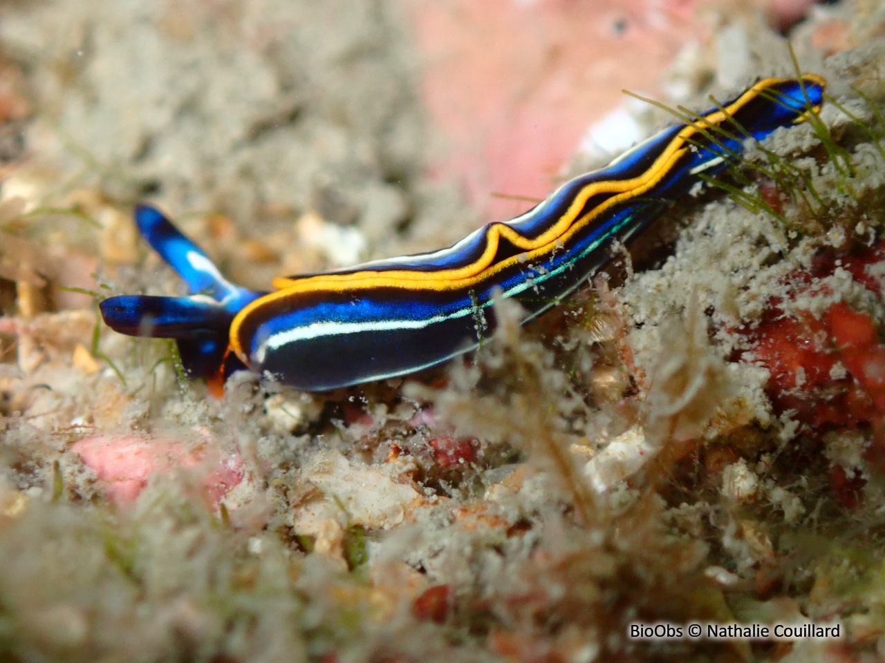 Thuridille de Hope - Thuridilla hopei - Nathalie Couillard - BioObs