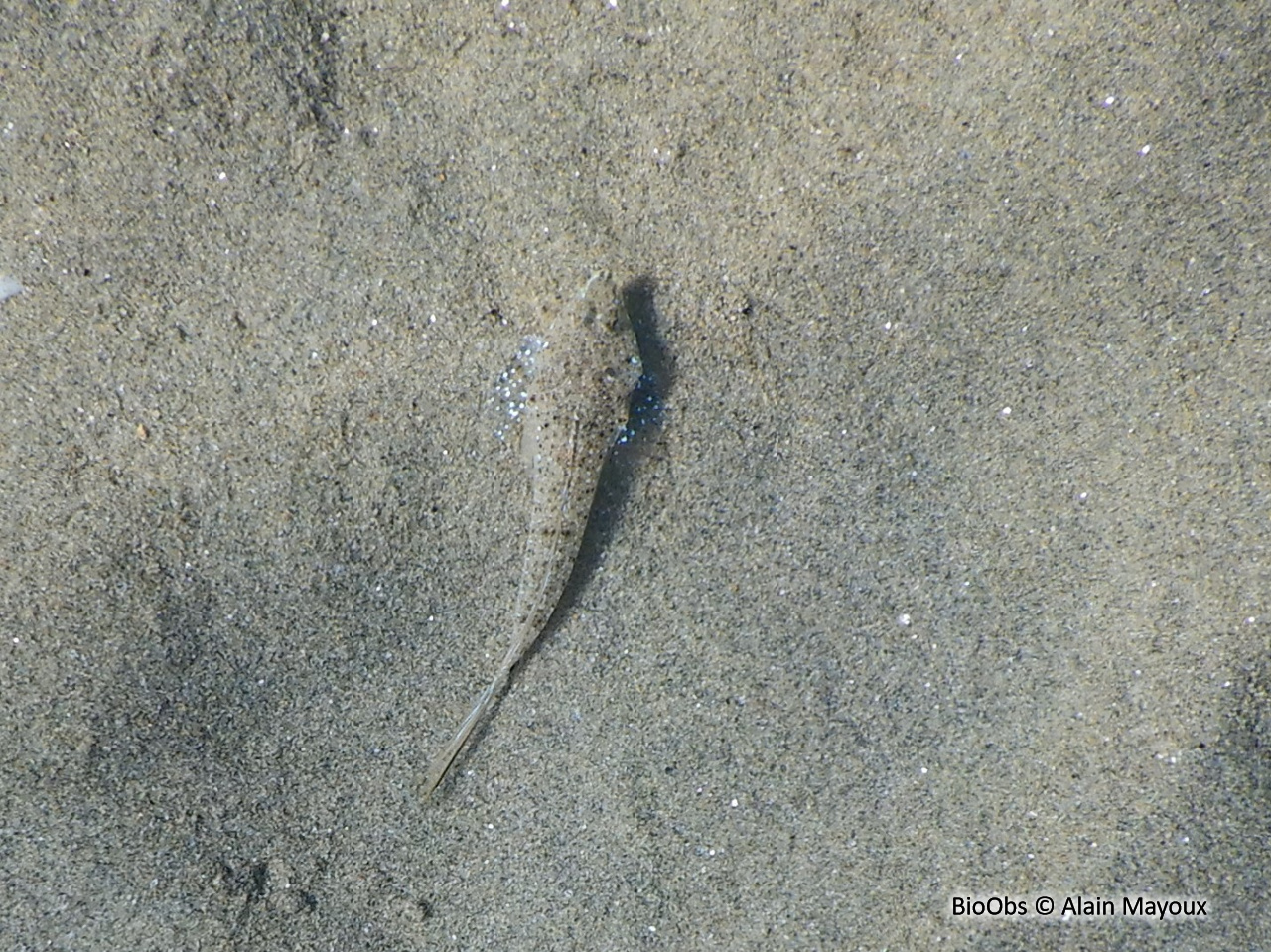 Dragonnet élégant - Callionymus pusillus - Alain Mayoux - BioObs