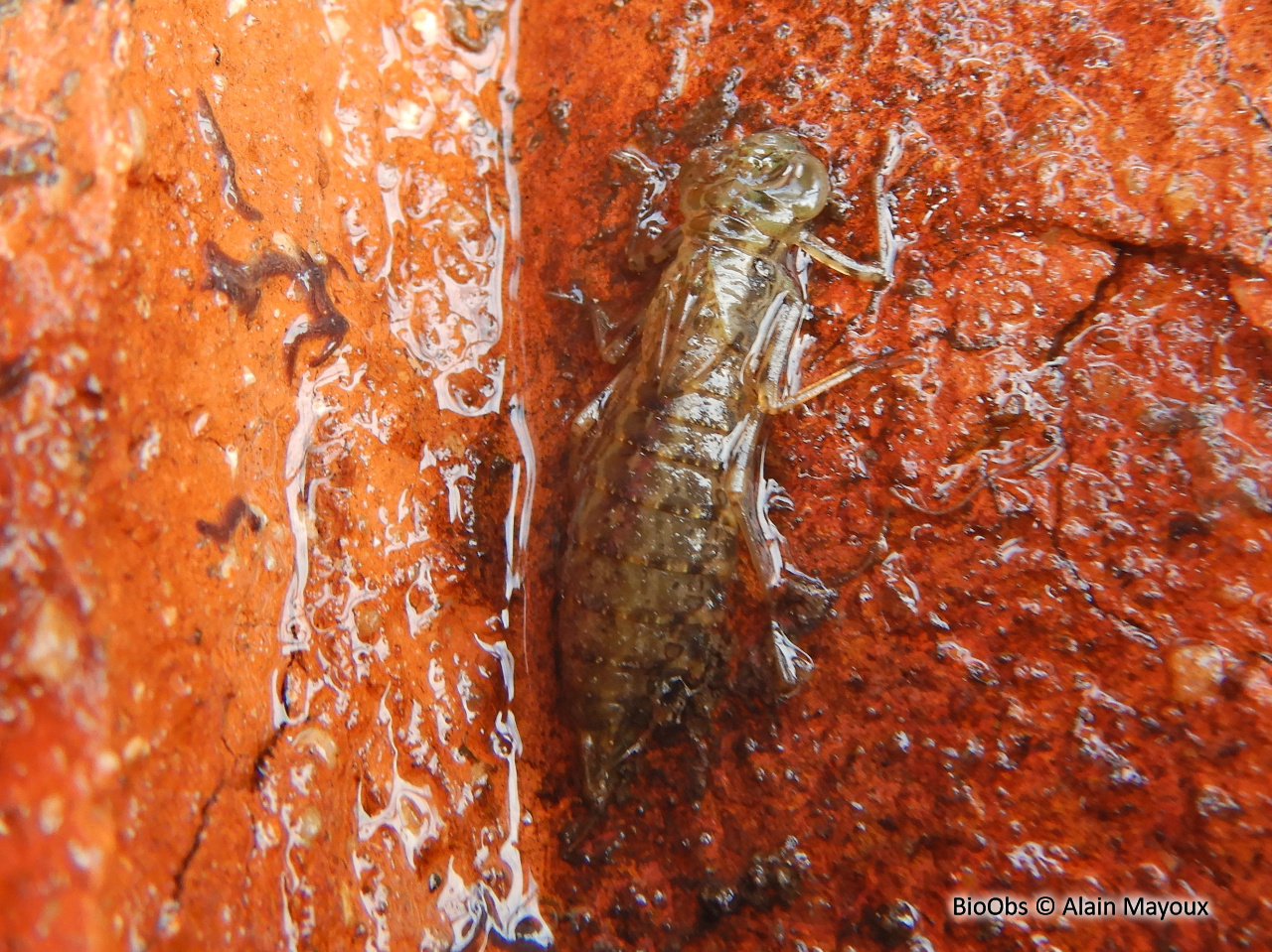 Larves de libellules vraies - Anisoptera sp. - Alain Mayoux - BioObs