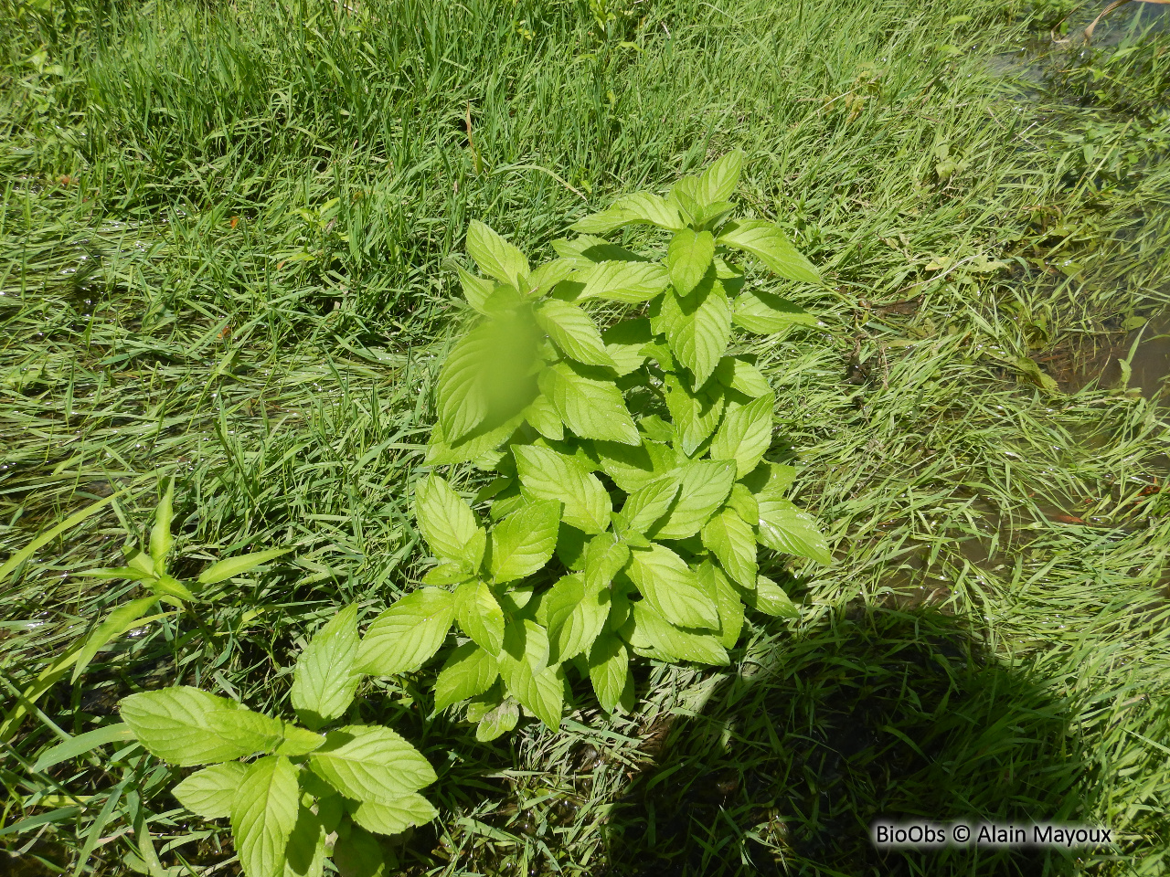Menthe aquatique - Mentha aquatica - Alain Mayoux - BioObs