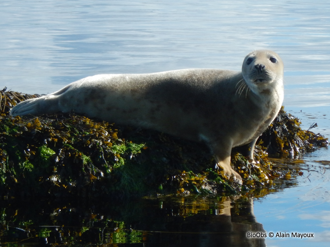 Phoque gris - Halichoerus grypus - Alain Mayoux - BioObs